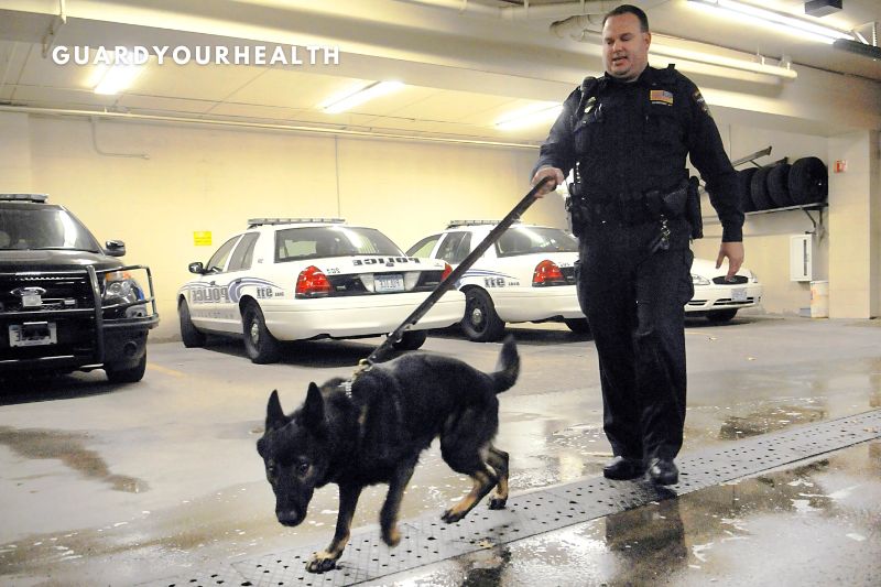 How Can You Become a K-9 Police Officer