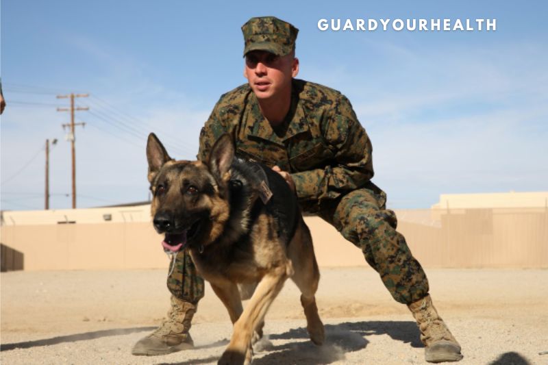 Post-military Careers For Army Dog Handlers