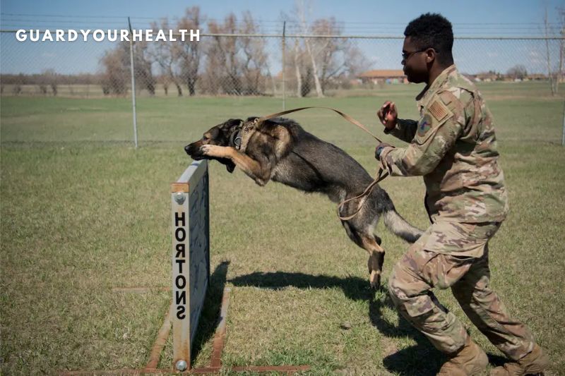 Step 4- Become an active duty dog handler