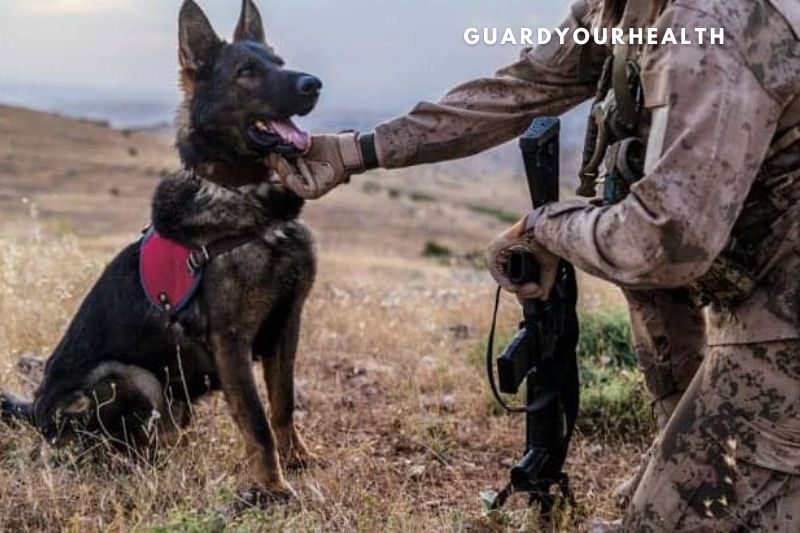 What Do Military Dog Handlers Do